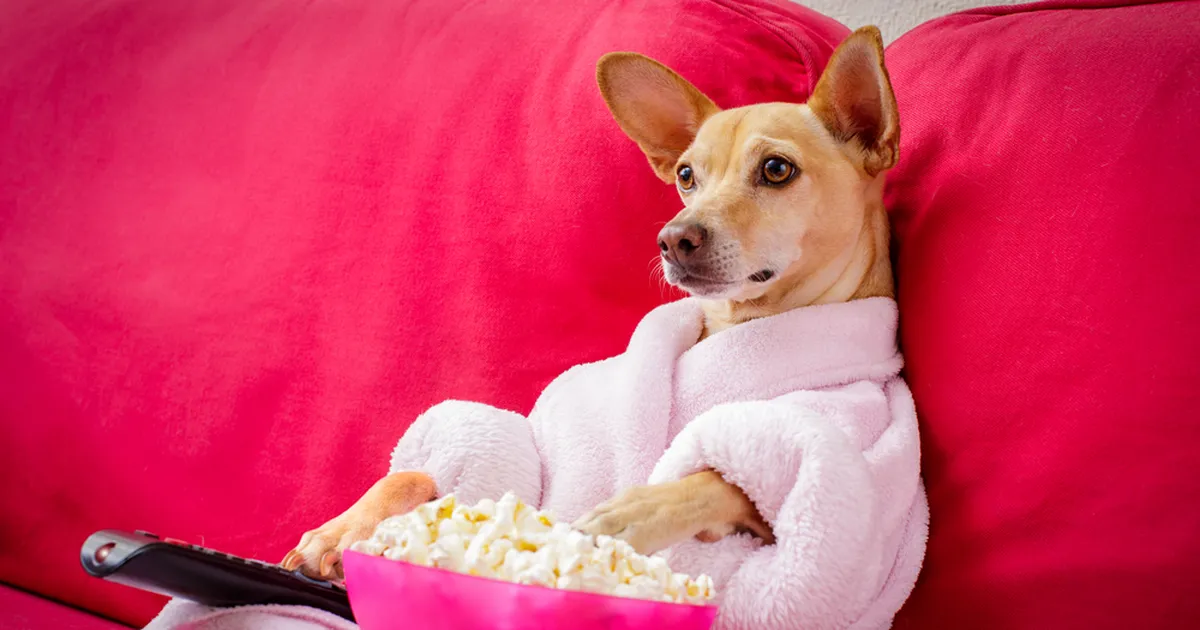 EKSPERT VASTAB ⟩ Kas koerad tõesti vaatavad koos sinuga televiisorit?