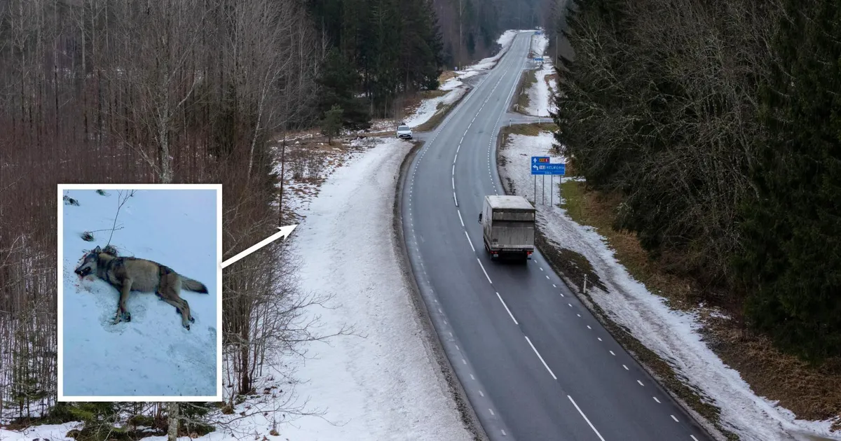 Auto ette tormanud hundikarja liige kaotas elu