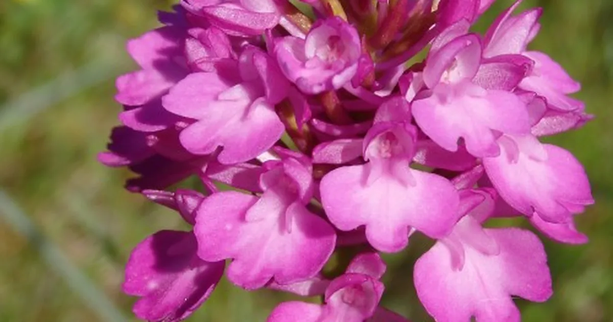 Saage tuttavaks aasta orhideega