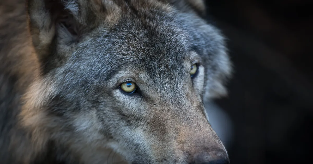 Hundi küttinud jahimees: nägin, et mingi kogu liigub laudast välja minu poole väga aeglaselt