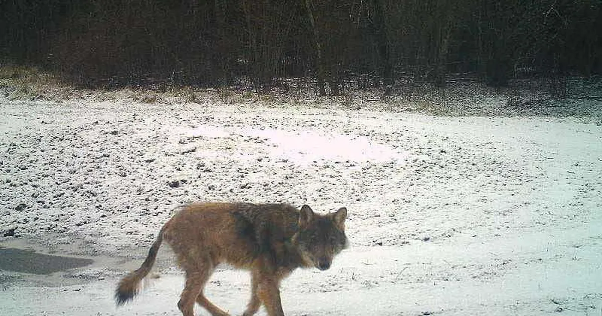 Hunt kimbutas bussi oodanud koolijütsi
