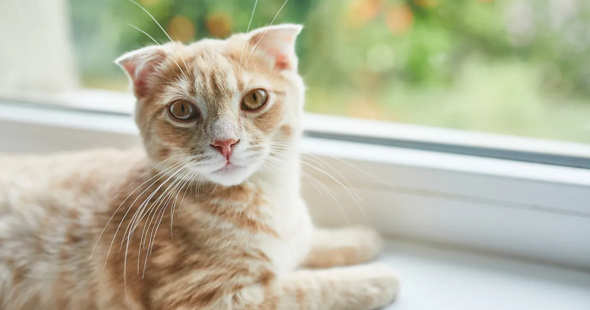 Loomaarst vastab: kui kauaks tohib kassi üksi koju jätta?