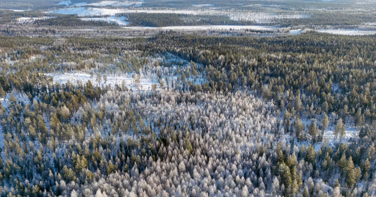 WWF lajatas Soome ja Rootsi metsaraiujate näppude pihta
