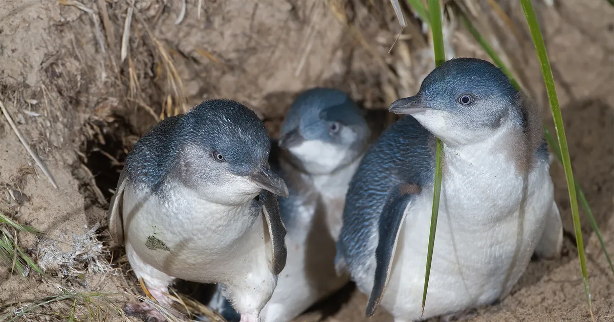 Soojenev ookean sundis täiskasvanud pingviine Austraalia rannikul oma tibusid hülgama
