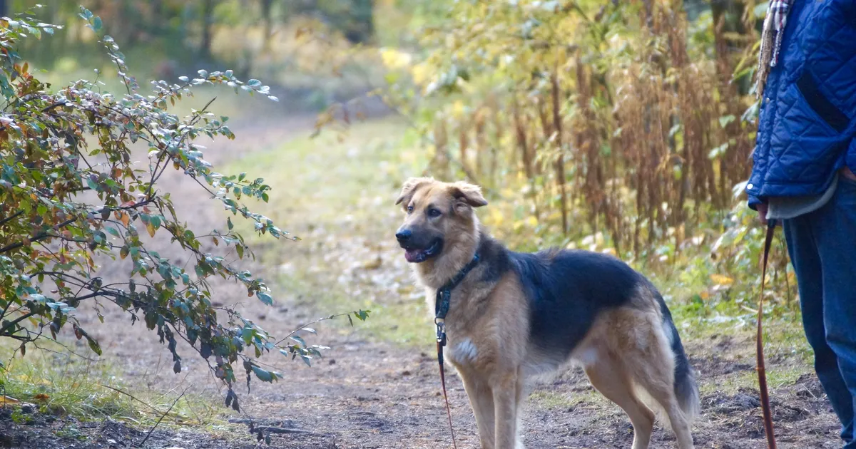 Plussid ja miinused: teie pere liikmeks tuleb koer