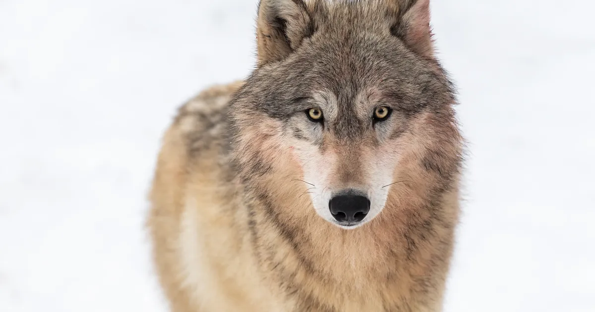 Keskkonnaamet muutis huntide küttimismahtu