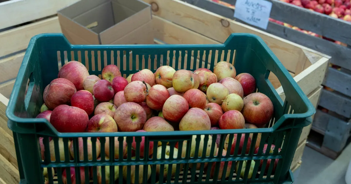 ​Polli õunad peavad veebruari lõpuks hoidlakoha loovutama ehitusele