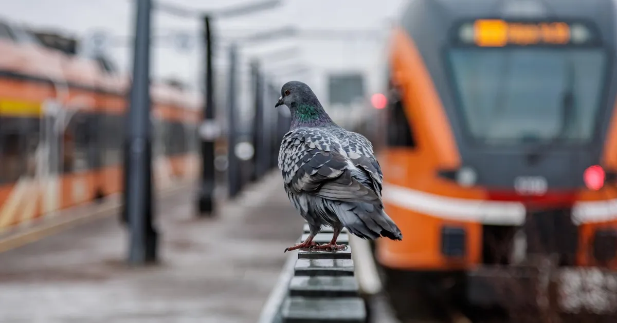 Rongipilet hakkab märtsist rohkem maksma