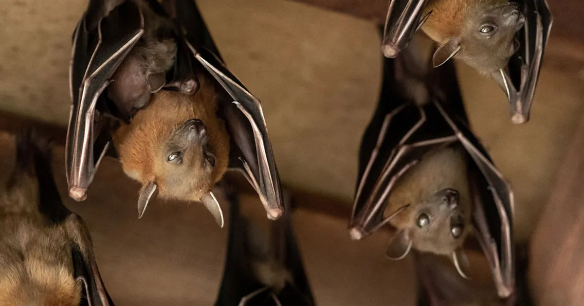 IGA PANUS LOEB ⟩ Huvilised saavad keldrites talvituvaid nahkhiiri kaardistada