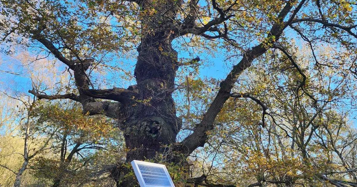 Eesti mullajaam aitab Sherwoodi metsas säilitada Robin Hoodi tamme