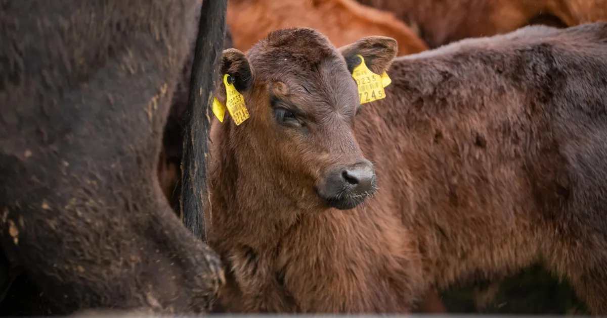 Laut ja auto leekides, päästjad hoidsid ära suurema kahju