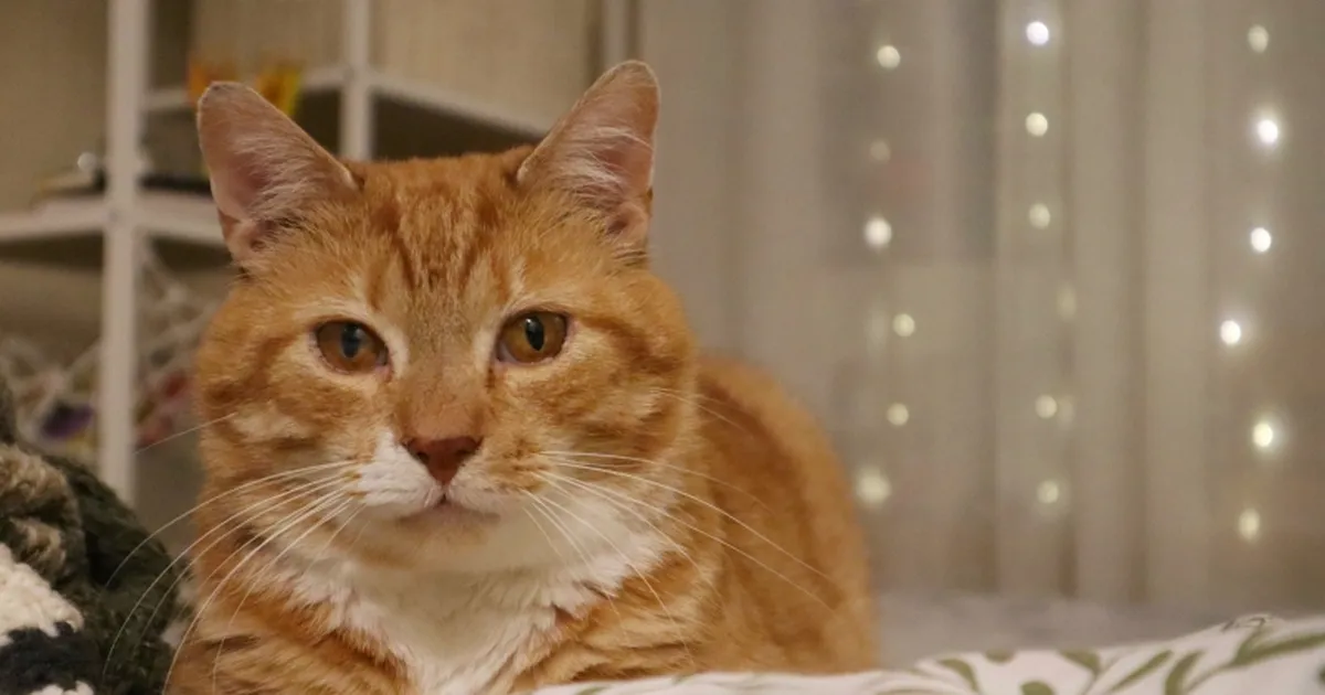 Pesaleidja hoolealune seisab silmitsi valusa tervisemurega