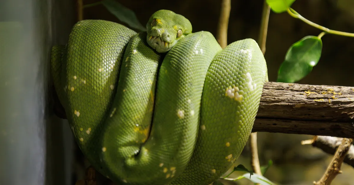 FOTOD JA VIDEO ⟩ Rohelist puumadu pole olemas