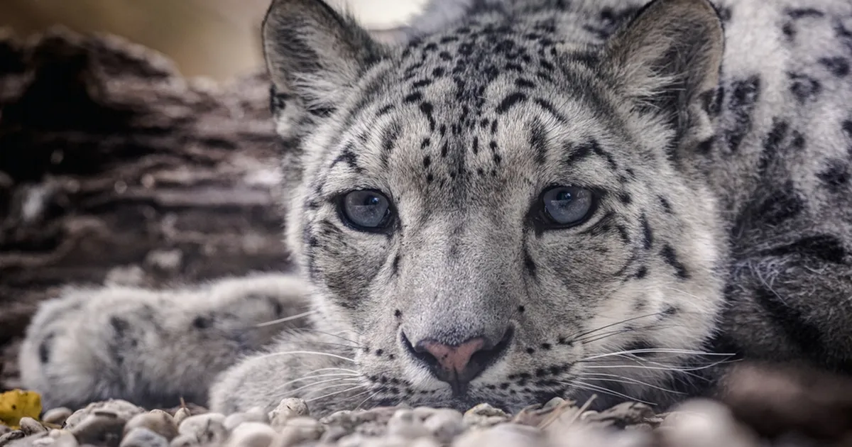 TESTI END ⟩ Ainult kullisilmadega inimesed suudavad pildilt üles leida lumeleopardi