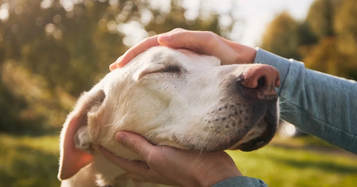 KAS TEADSID? ⟩ Kui koer pöörab sulle selja, tähendab see, et...