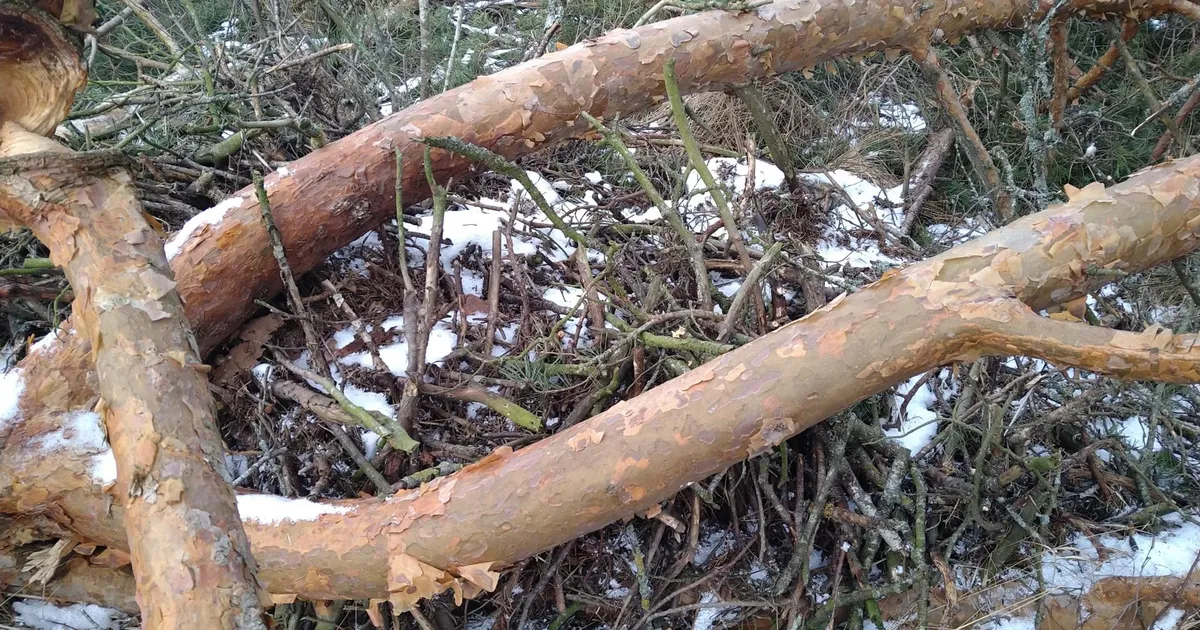 Tuuleparkide käsilane saagis maha Ida-Virumaal haruldase merikotkapesa
