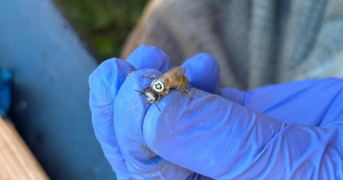 Enneolematu: putukauurijad said teada, kuidas kümned tuhanded mesilased toimetavad