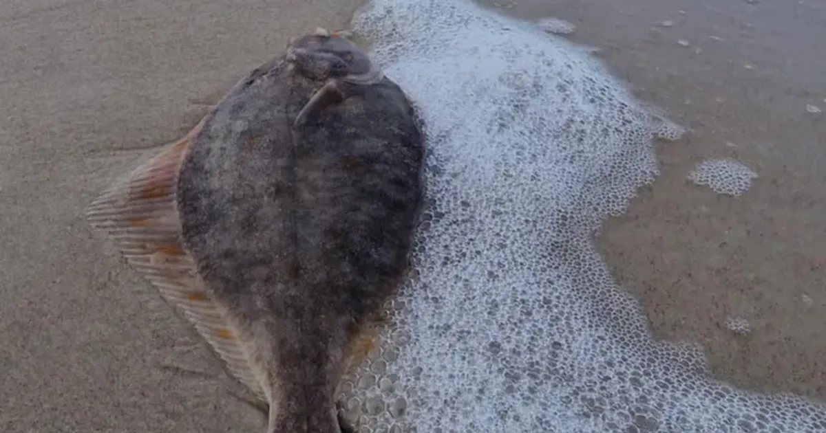 Haruldane leid Läänemere rannikul – torm tõi randa eksootilise eluka