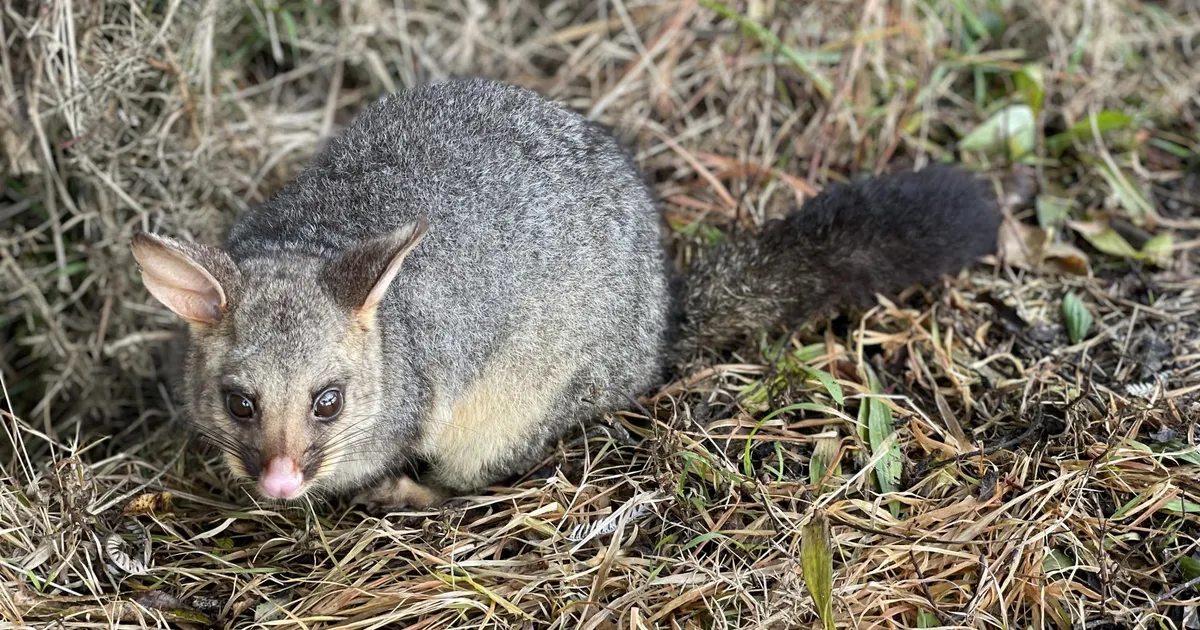 Uus-Meremaa lahing karvase immigrandi hävitamiseks meenutab maooride ja eurooplaste vastasseisu