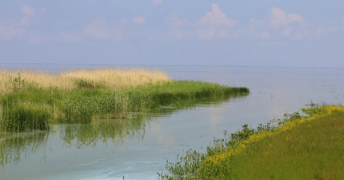 Juurikas. Üle Peipsi