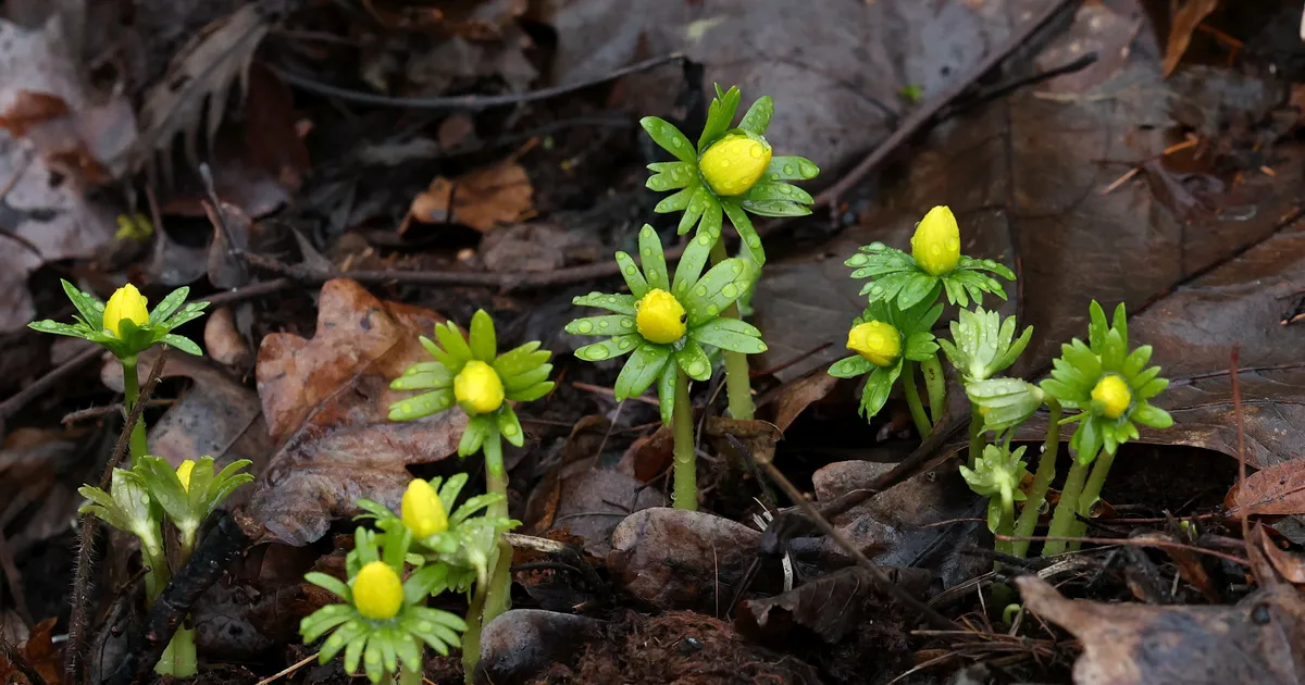 GALERII ⟩ Kevadine jaanuar ärgitas taimi õitsema. Aga mis neist saab, kui tuleb pakane?