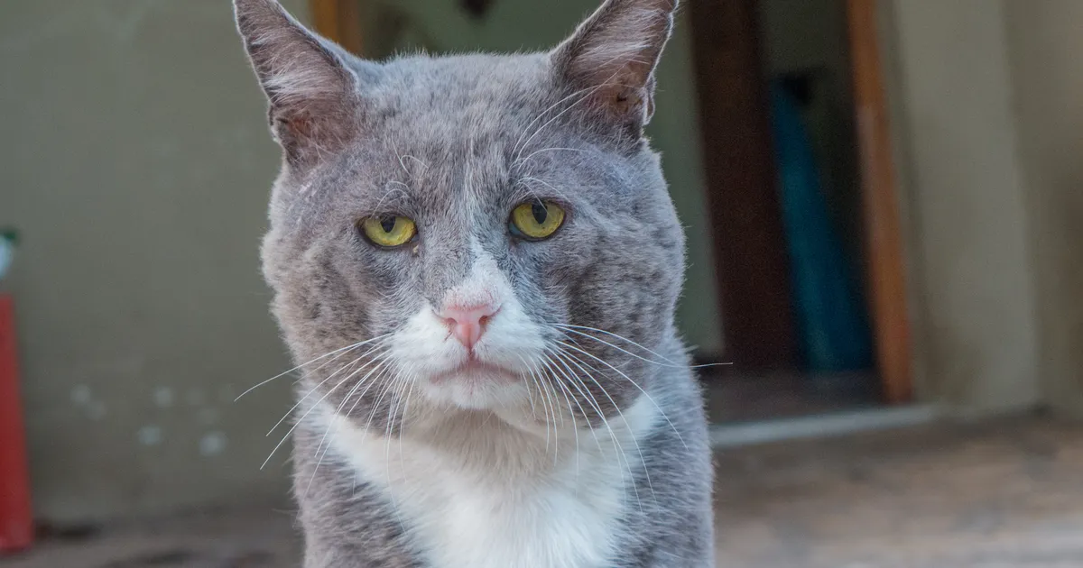 Loomaarst vastab: kas kass maksab tõepoolest omanikule kätte?