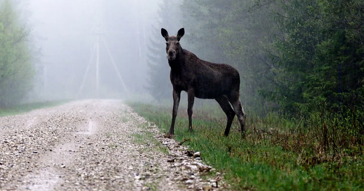 Põdra-aasta avatakse loomaaias