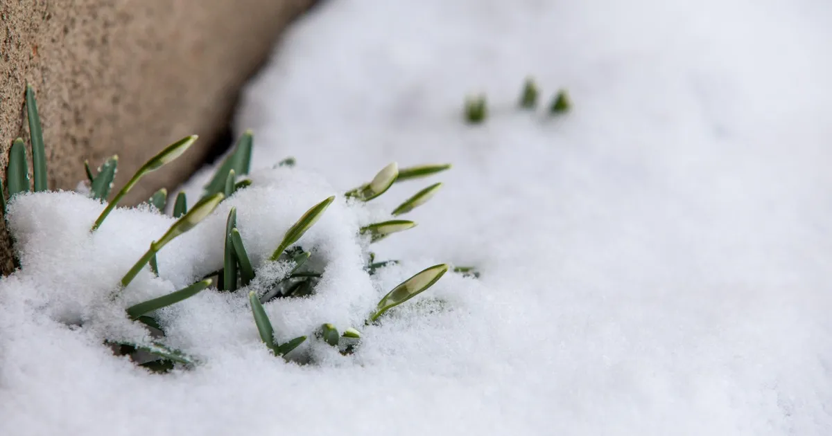 NÄDALA AED ⟩ Kevad jaanuaris?