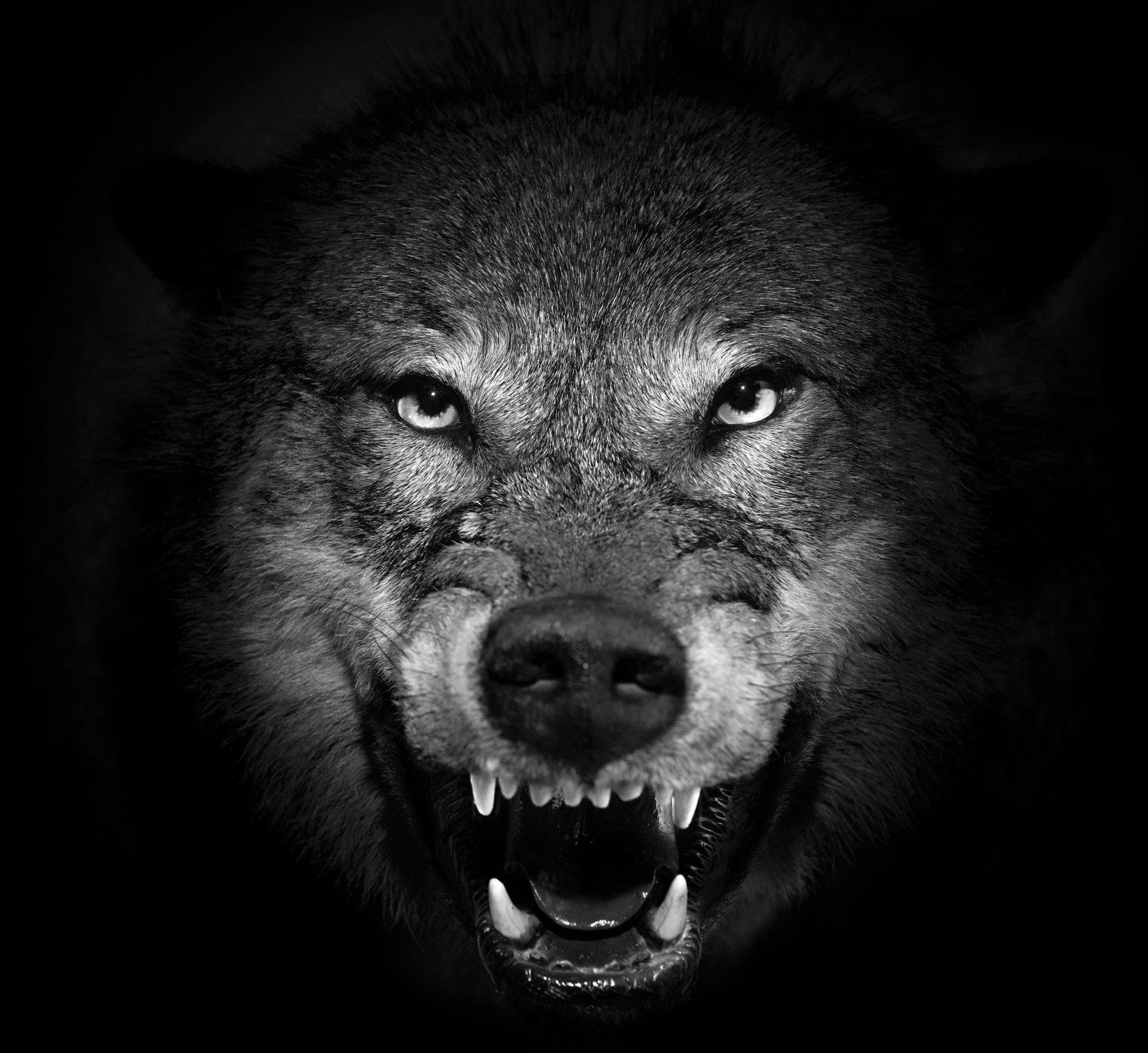 „Taluõuedelt kadusid lapsed...“ Kust on pärit eestlaste hundiarmastus ja hundiviha?