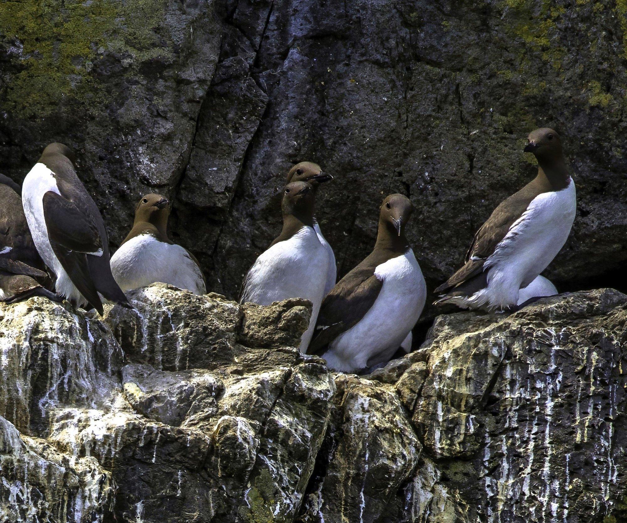 Kohutav: ookeani soojalaine tappis neli miljonit lõunatirku