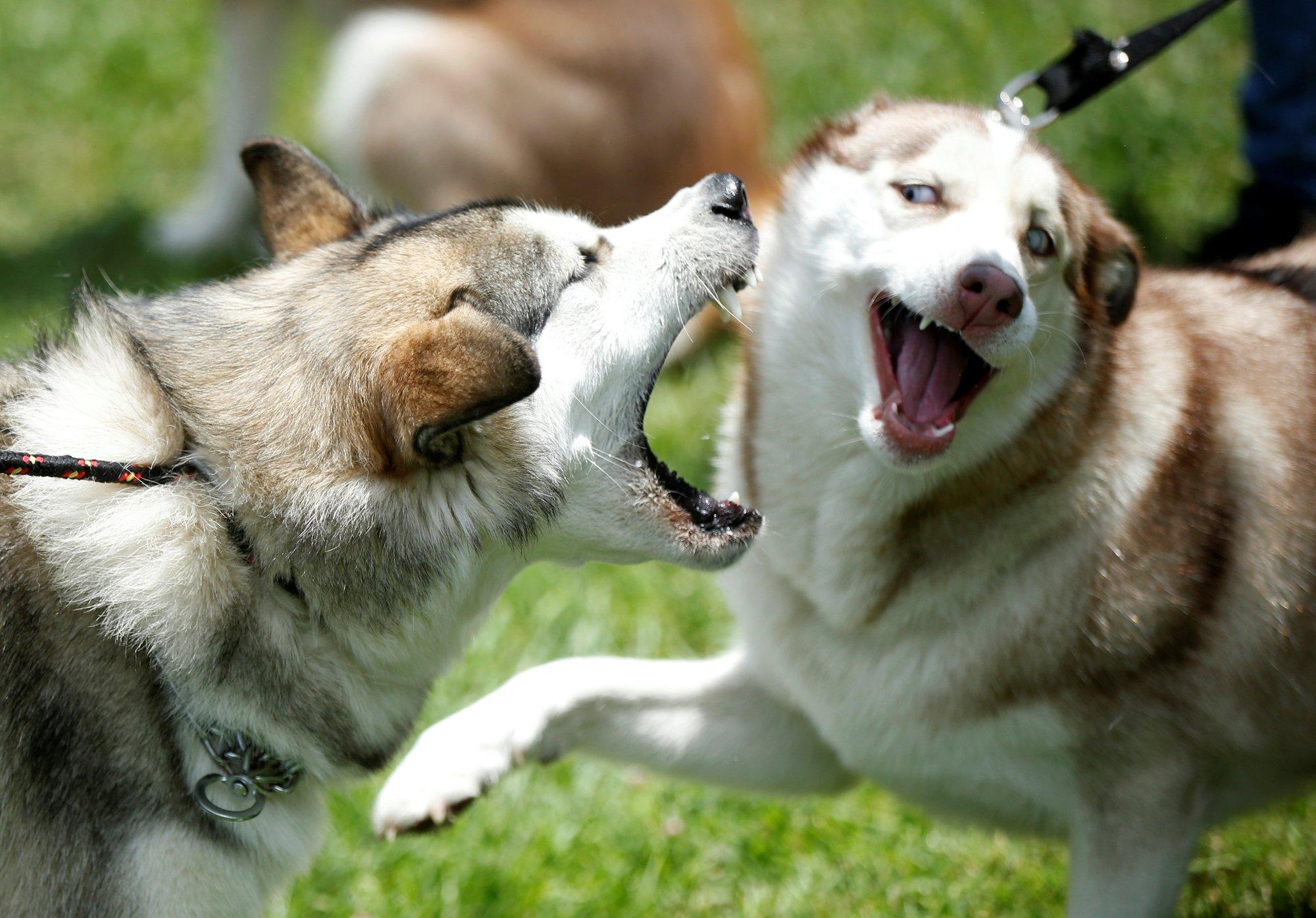 Naabrid vist ei rõõmusta? 4 koeratõugu, kes lärmavad kõige rohkem