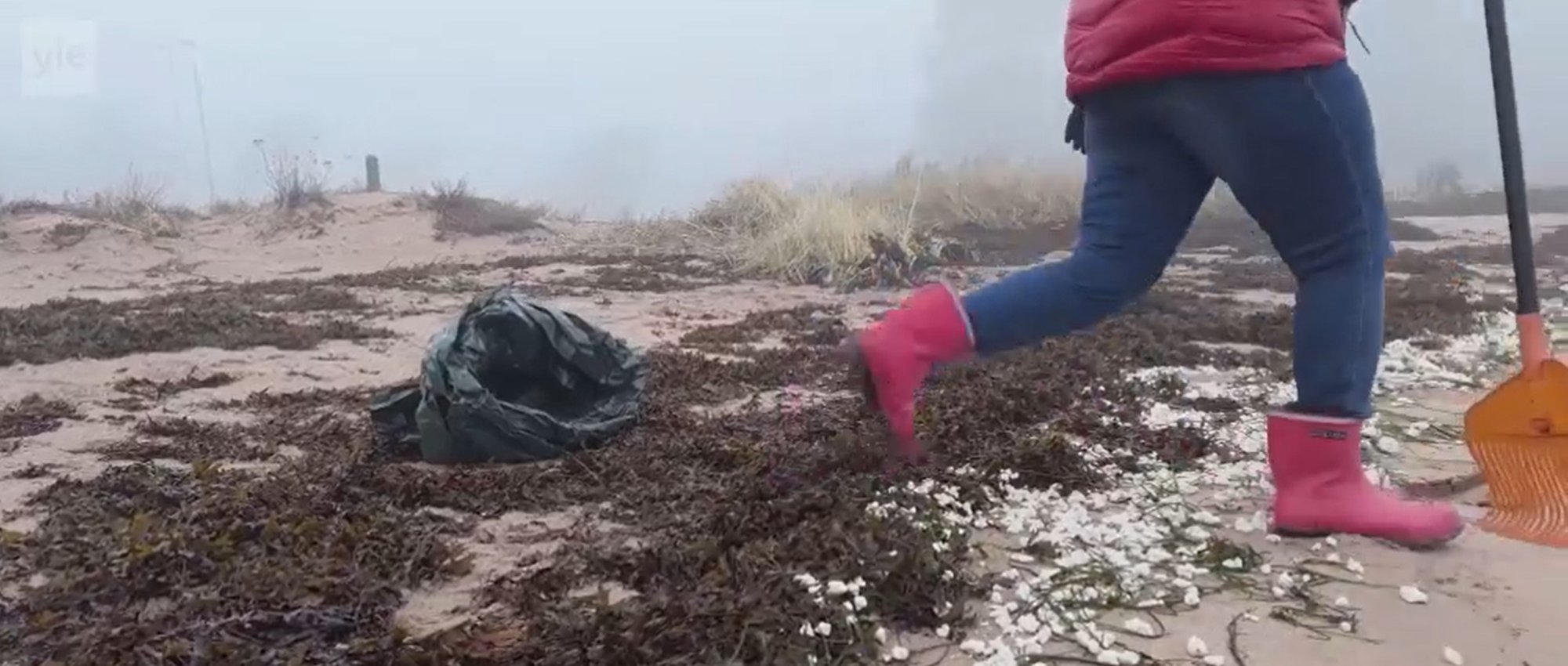Soome rannikule on meri uhtunud mõistatuslikku valget ainet ja hunnikute viisi surnud kalu