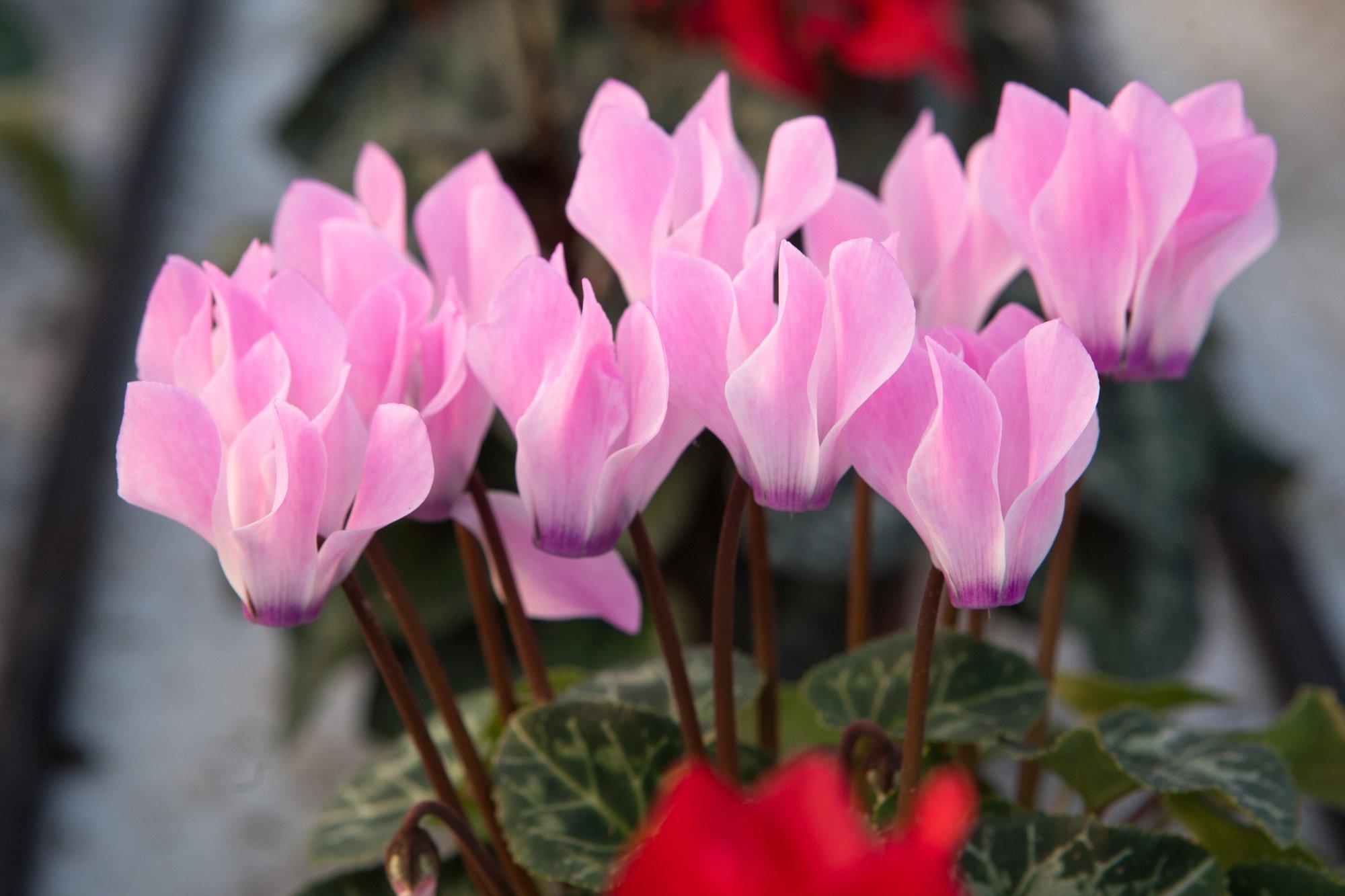 Kas toataimi tuleks talvel väetada?