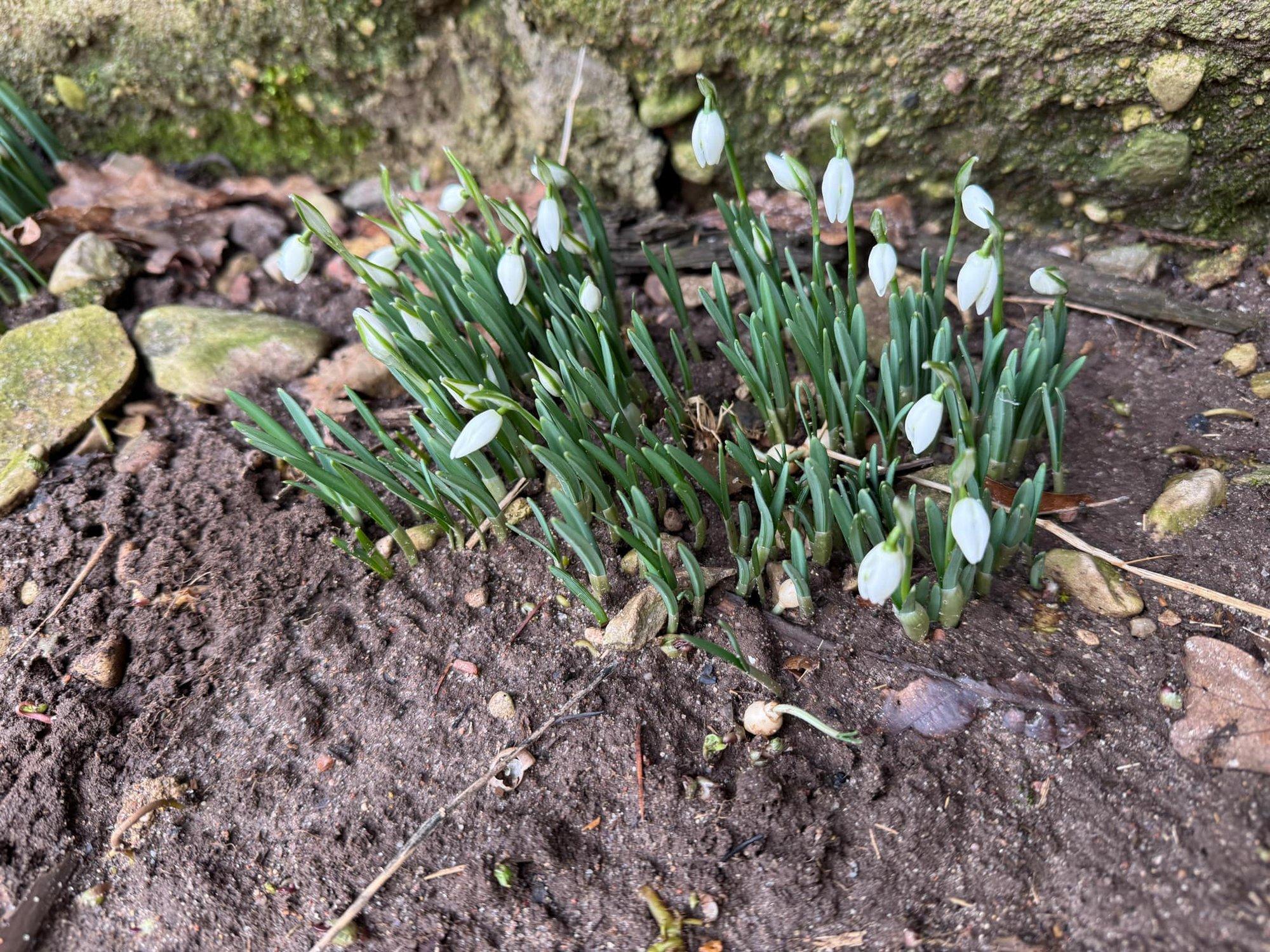 FOTOD | Kevad käes? Aedades õitsevad juba lilled ja vahtrast saab mahla