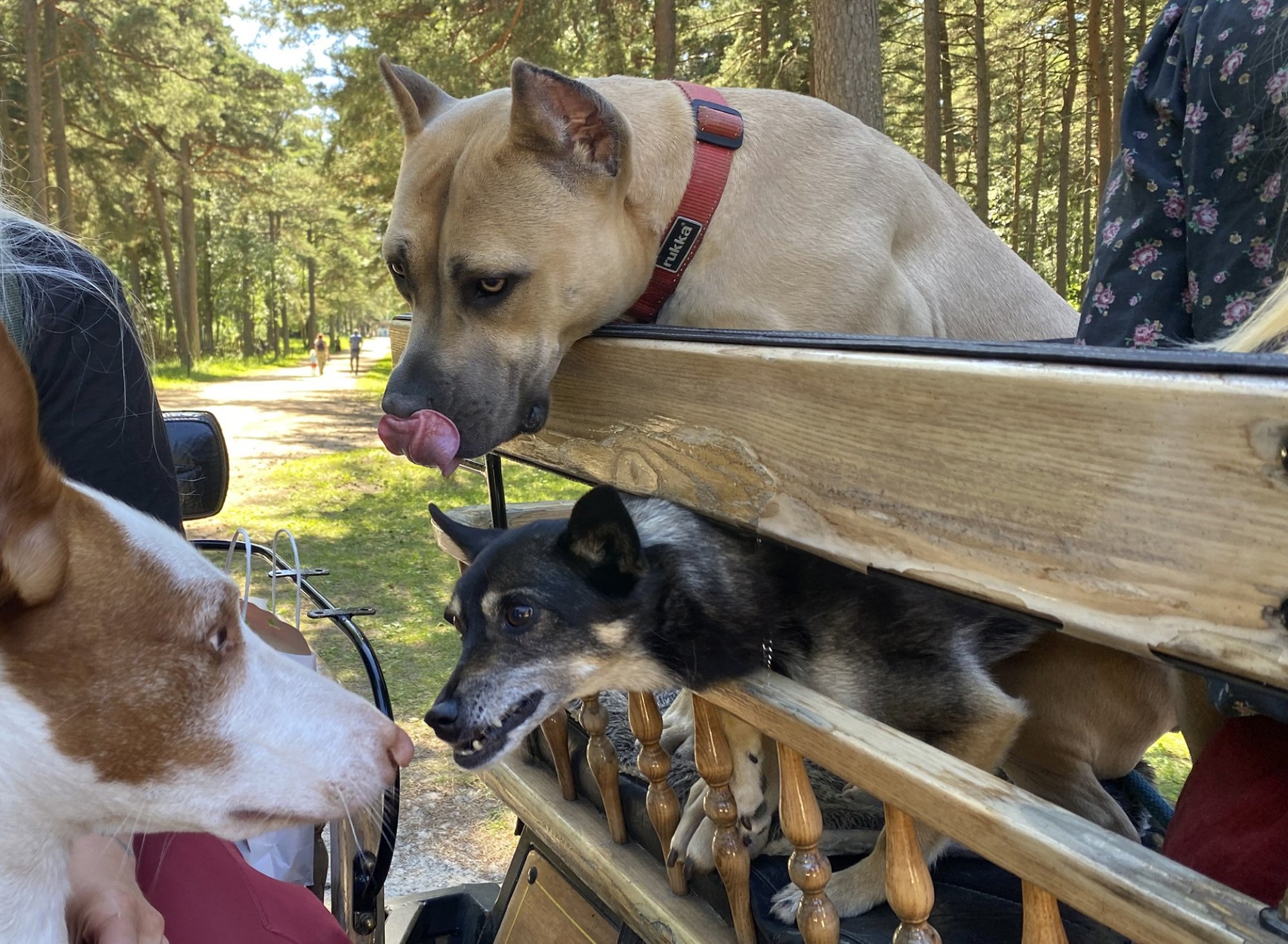 Anu Tensing: Eesti on endiselt vaba maa loomade seksuaalseks väärkohtlemiseks. Seda tuleb muuta!