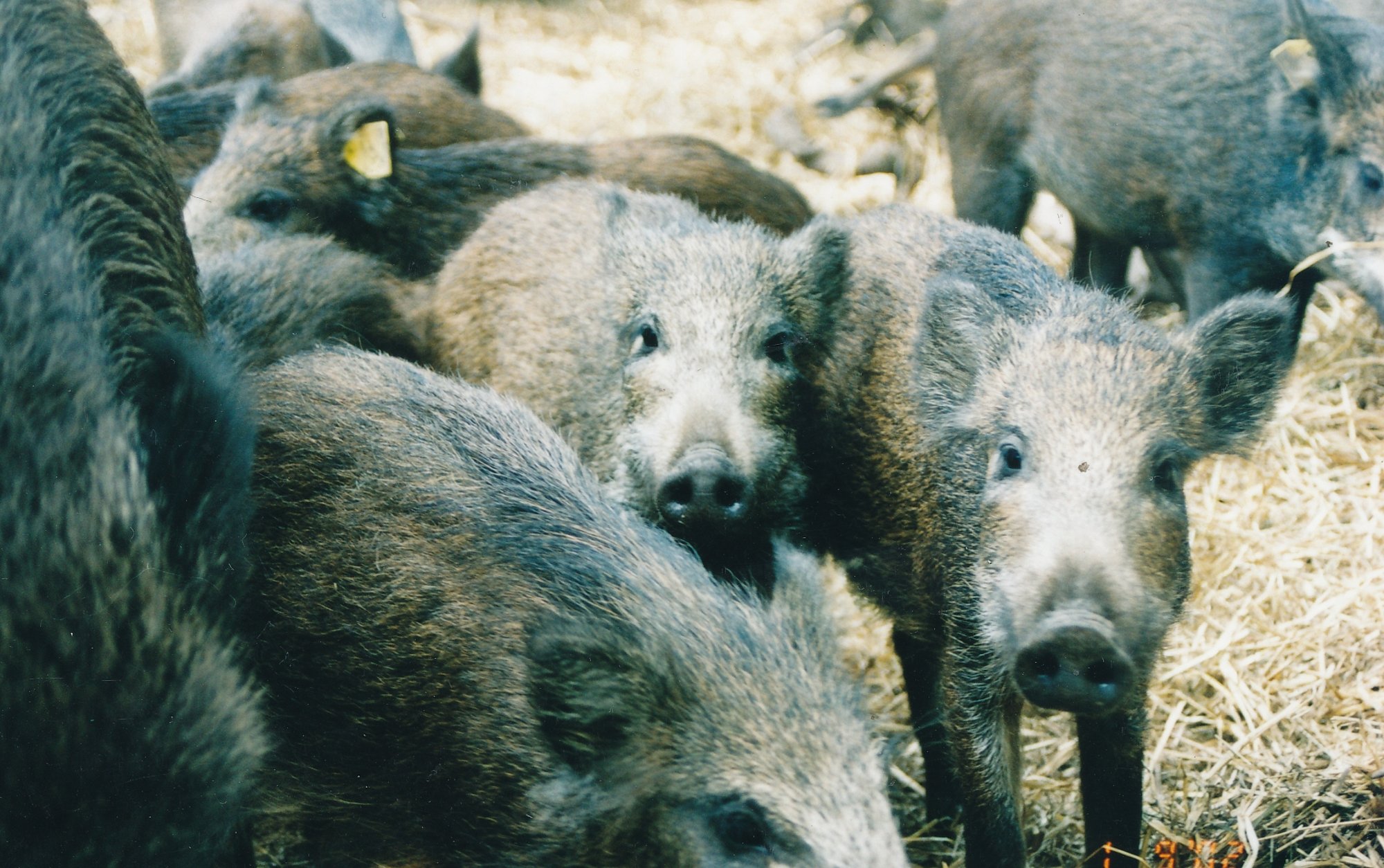 Aasta algas uute seakatku leidudega, loomi kütitakse nii palju kui võimalik