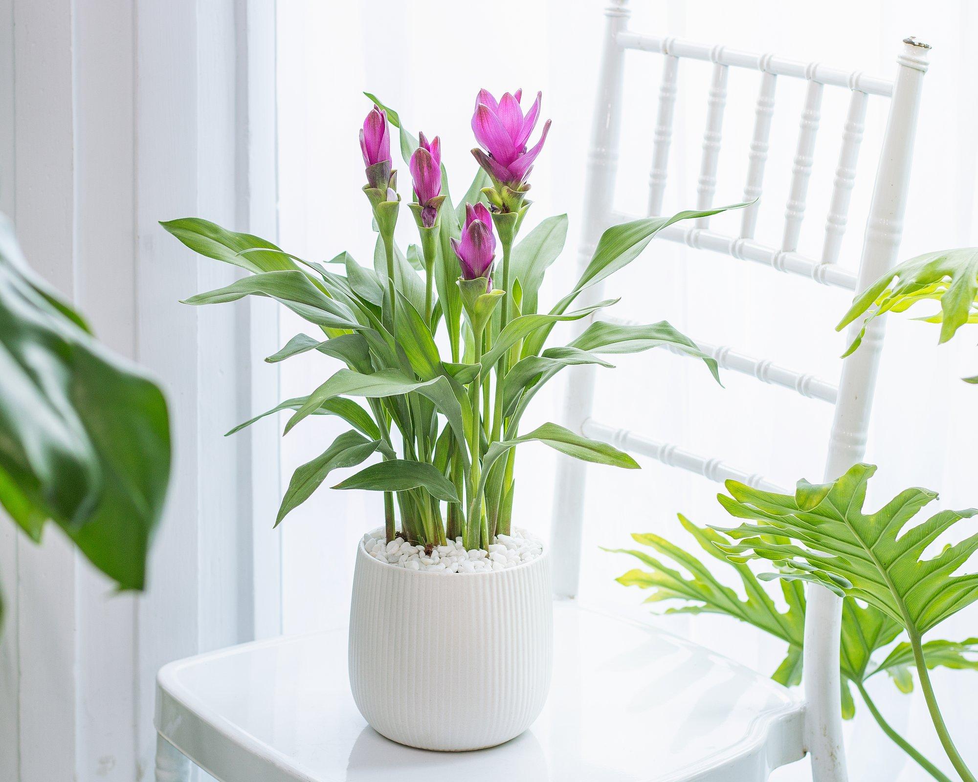 Troopikast pärit tsitveri-kollajuur sobib meil toas kasvatamiseks