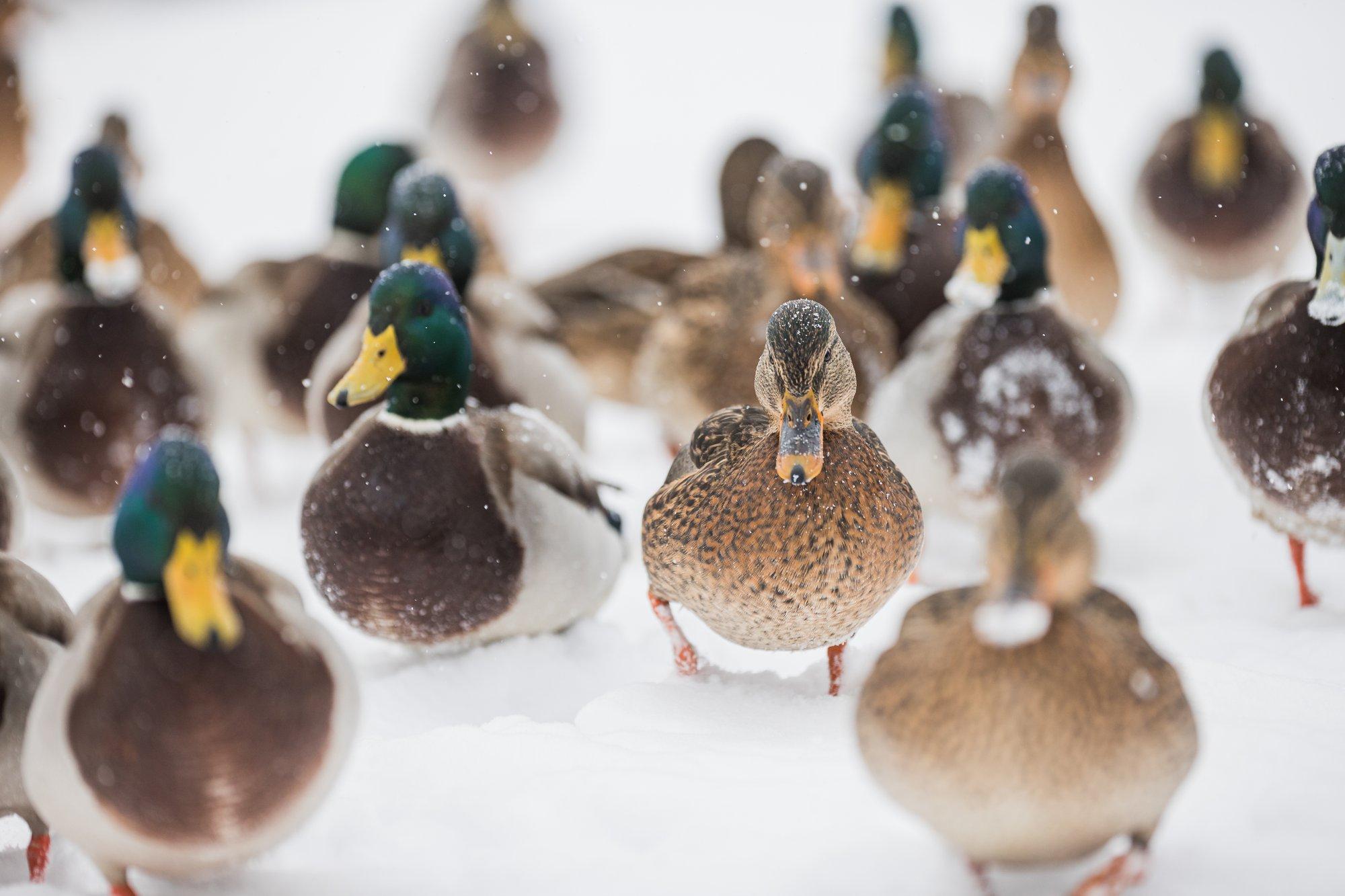 Linnuhuviline, hoia silmad lahti ja osale rahvusvahelisel linnuvaatlusel!