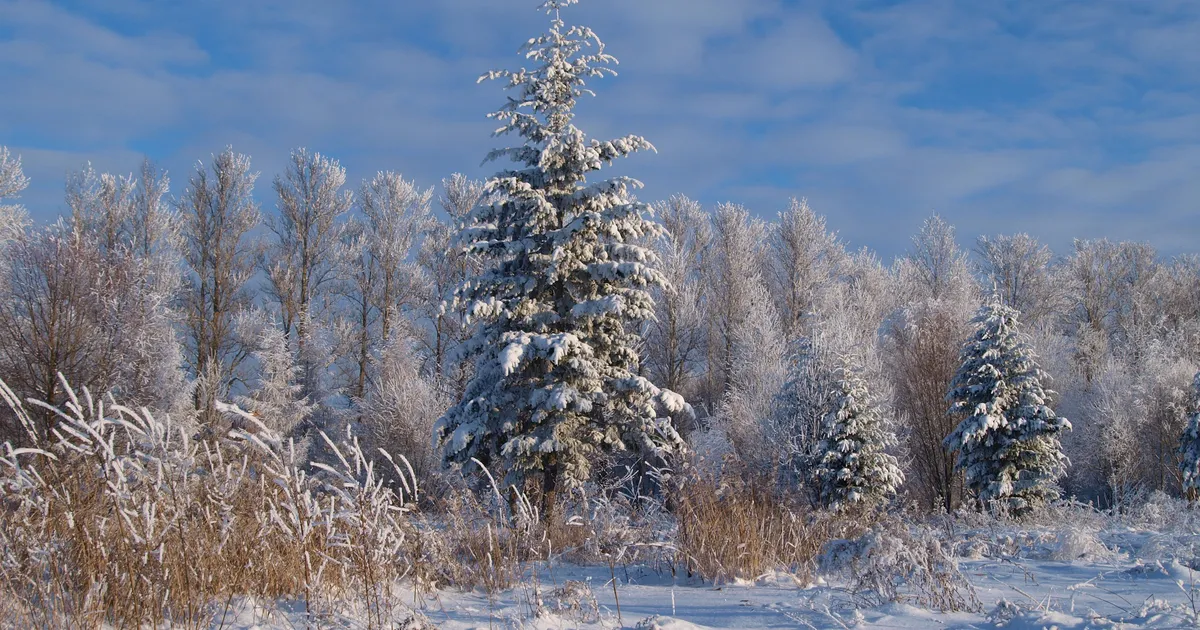 KUUPROGNOOS ⟩ Käredamat külma on oodata jaanuari keskel