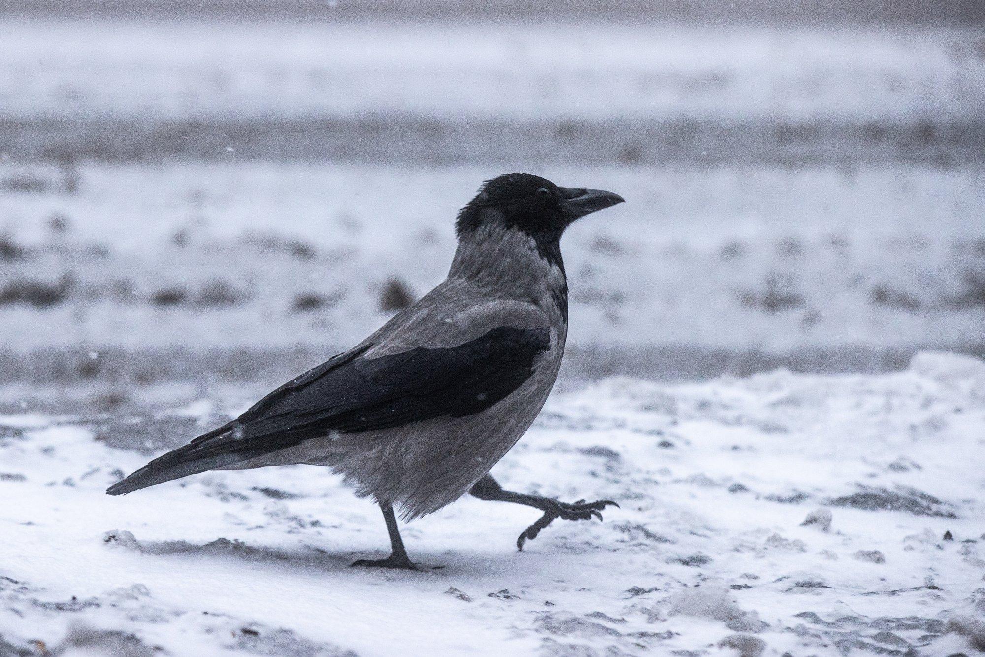 Linnuteadlane: nutikas vares võib inimesele tänutäheks kinke tuua, aga ka käsu peale konisid korjata