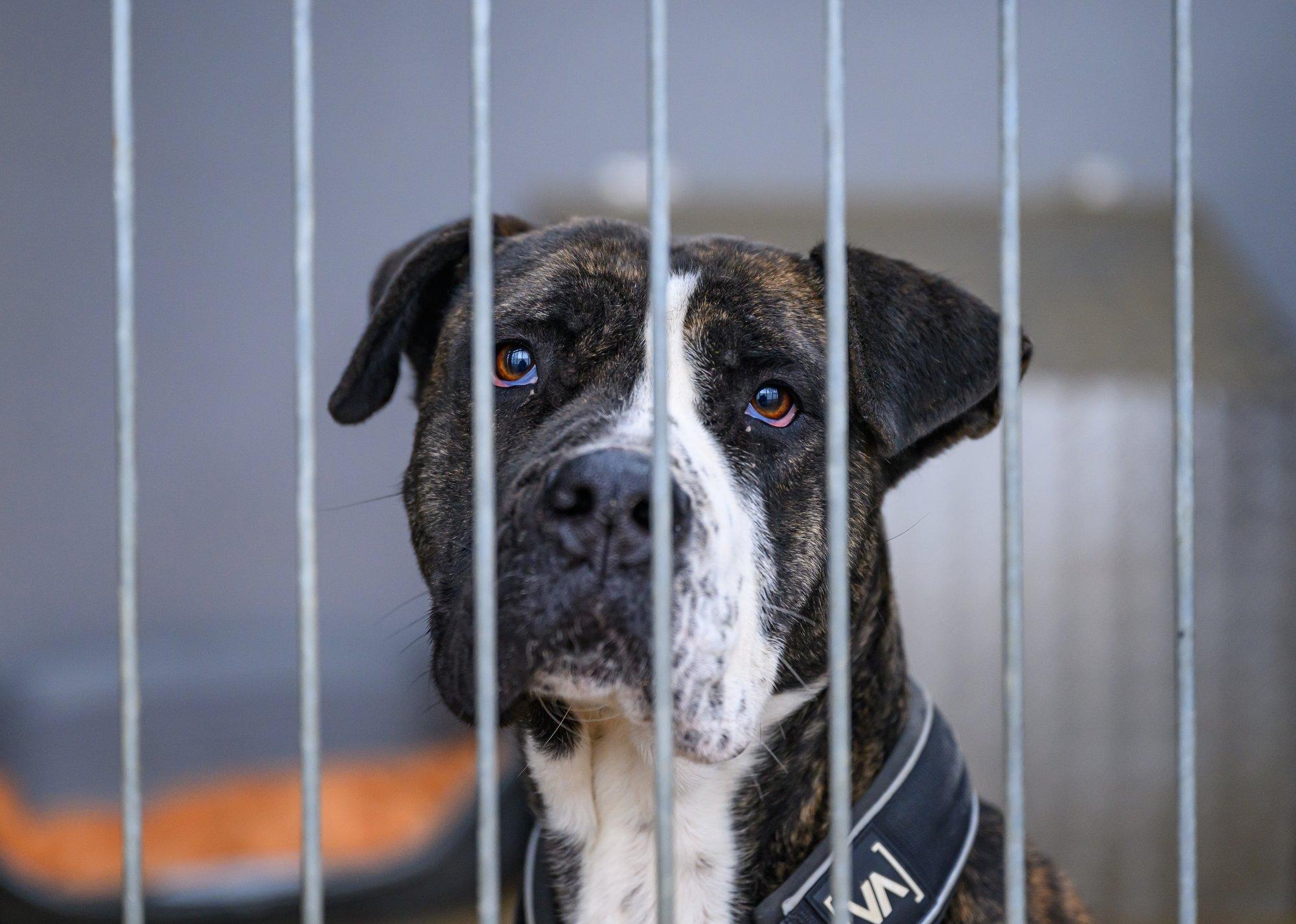 Barbora algatusega „Anna Käppa“ saab toetada kodutuid koeri