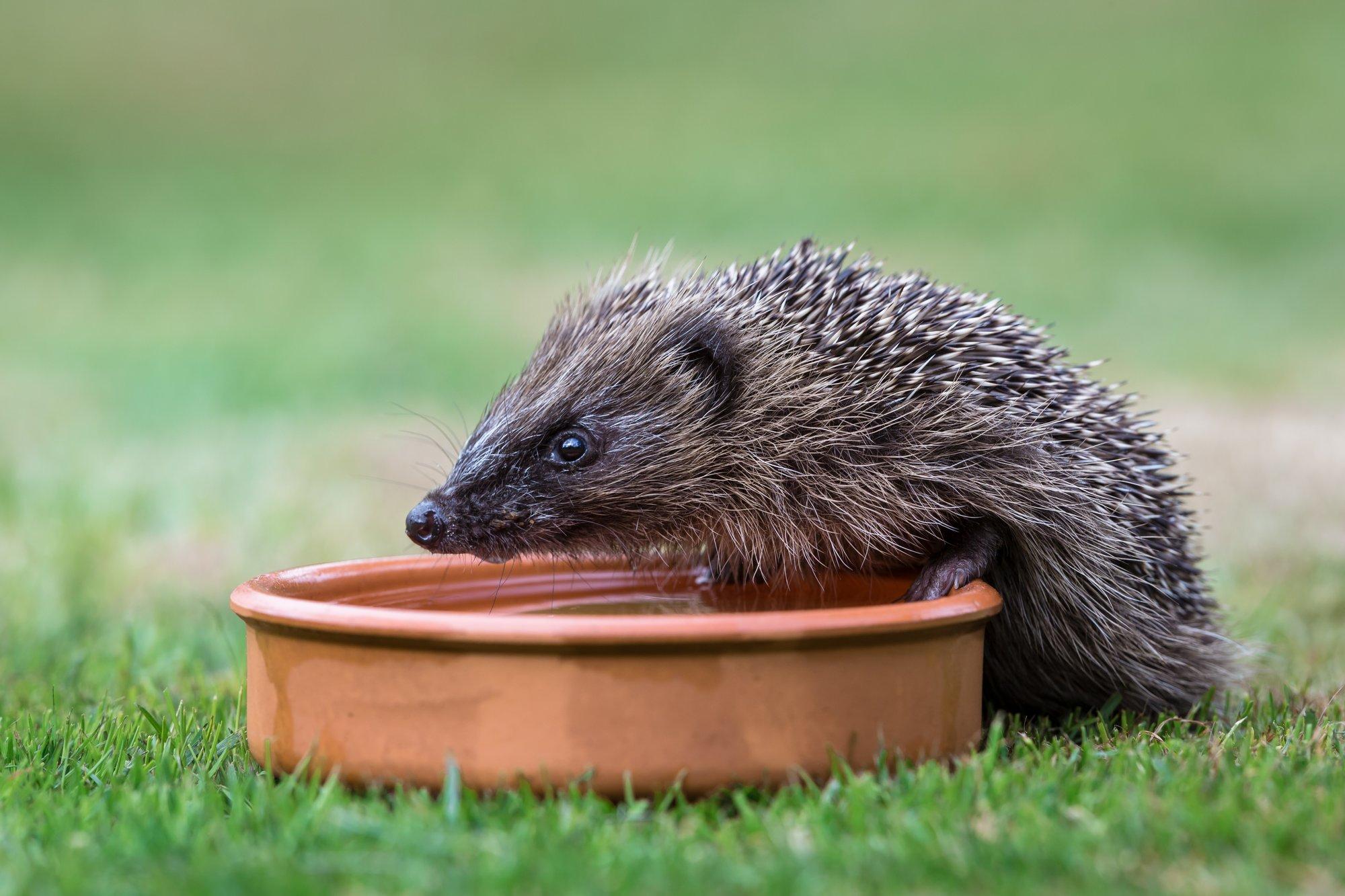 GUUD, BÄÄD & NÄDALA SÕNA | Kutsude tagant kakakottide näppaja hoiab Rakvere linna pinges