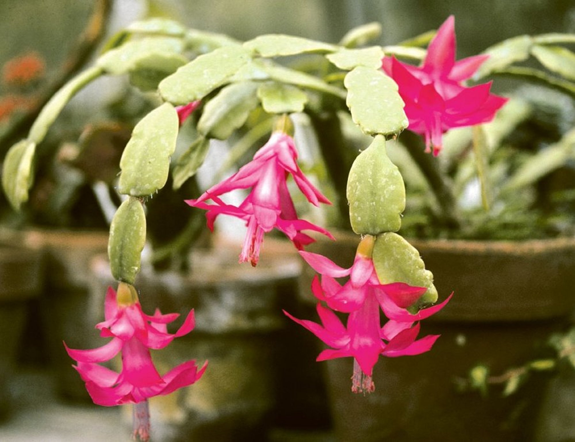 Ära viska õitsenud jõululilli minema! Head nipid, kuidas neid poputada