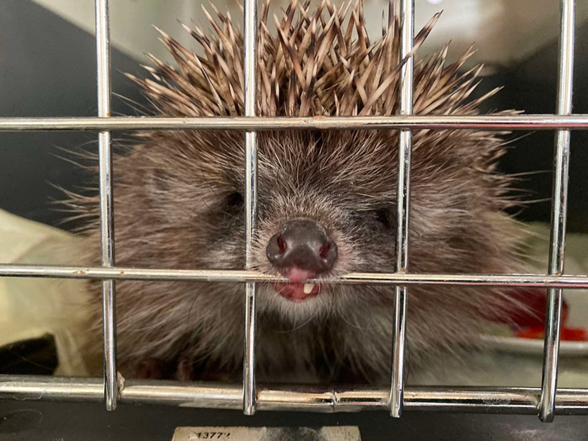 Okkaline immigrant. Tukkuv siil reisis endalegi ootamatult laevaga Iisraelist Eestisse