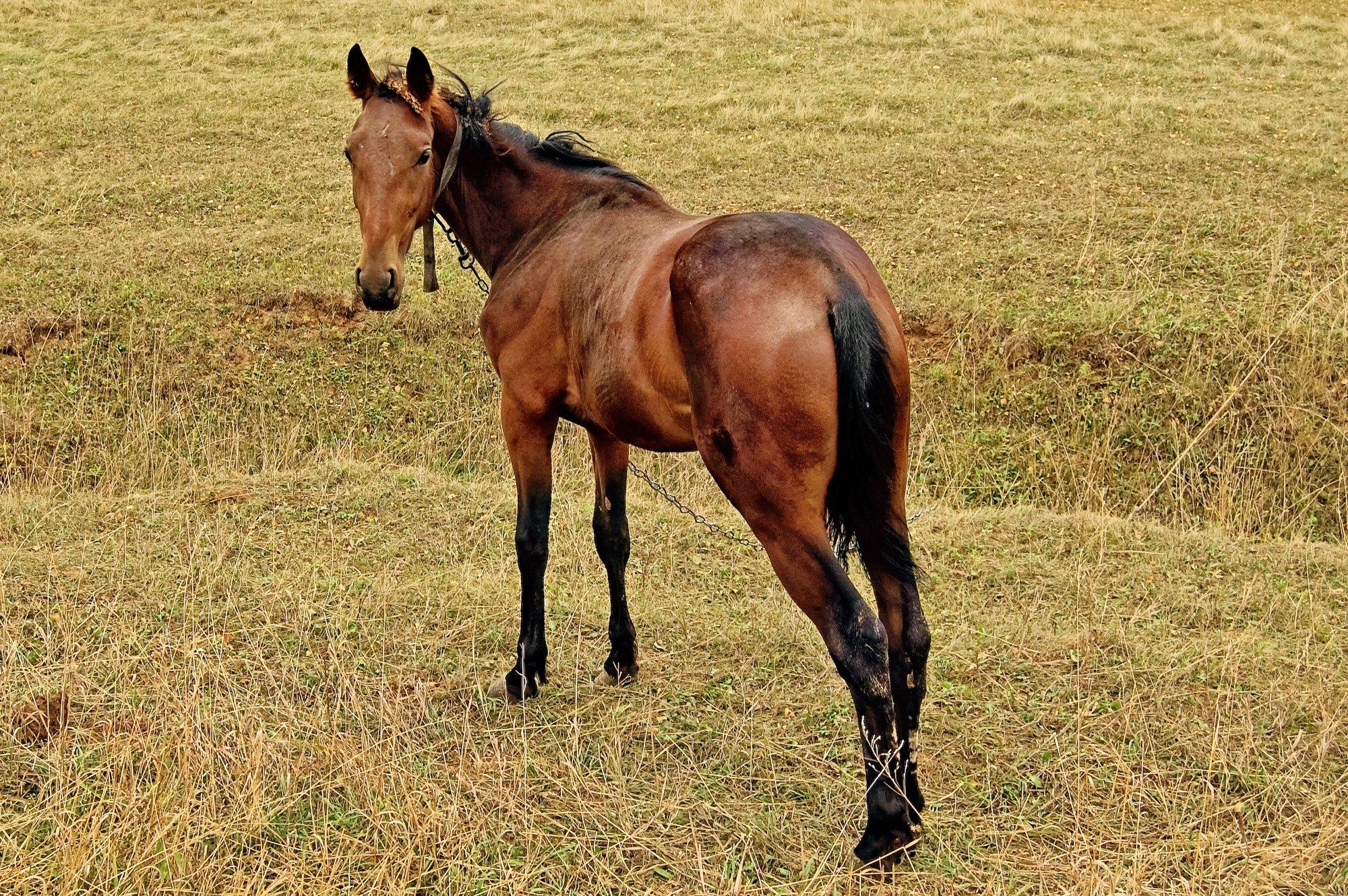 ARVAMUS | Üha lähemale hiiliv „zoopositiivsus“ püüab õigustada seksi loomaga kui armastuse akti