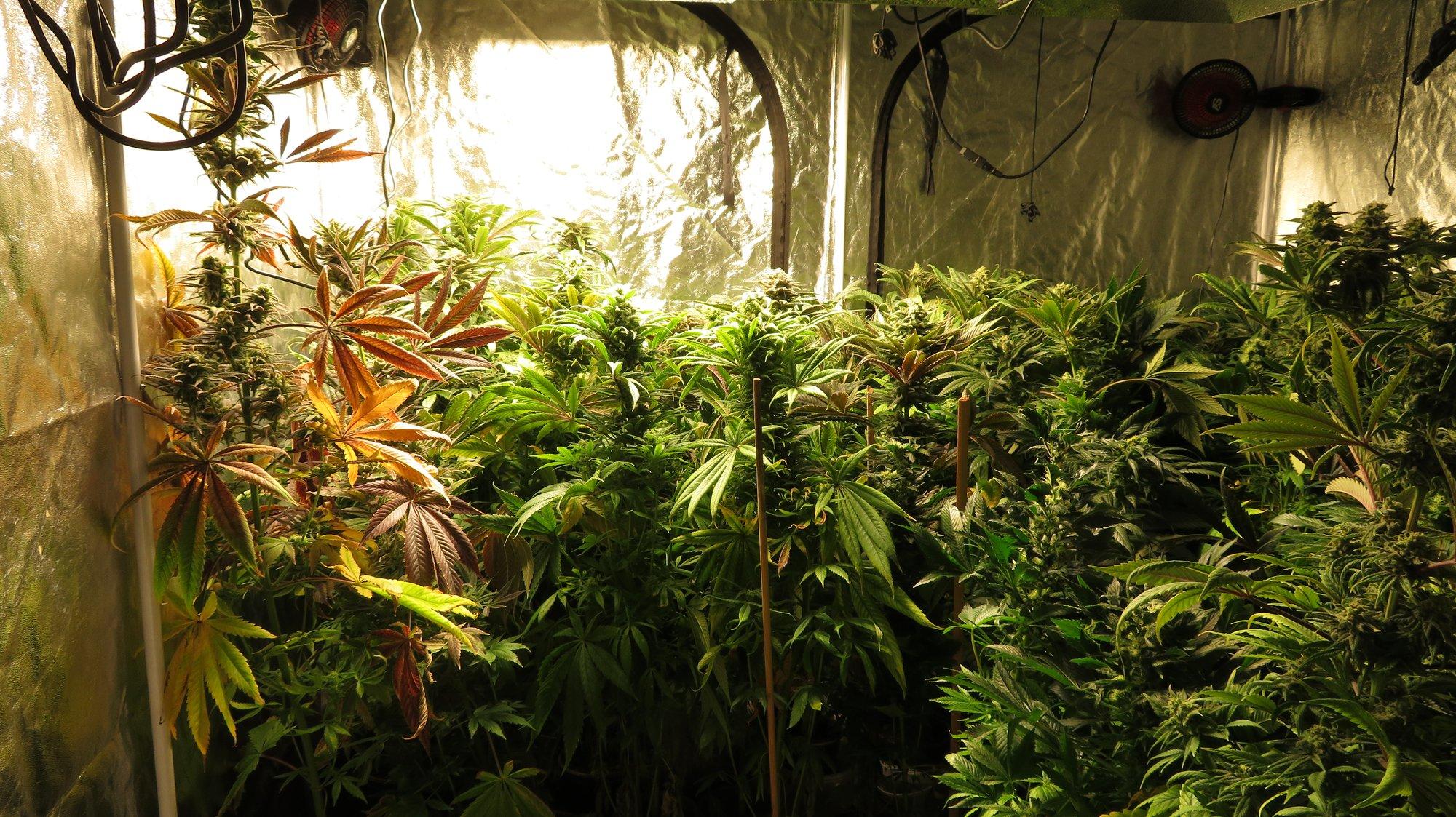 Politsei avastas kanepikasvatuse otse linna keskväljakult