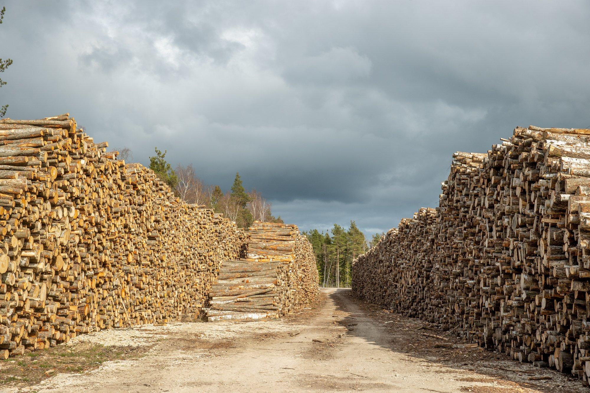 Värsked andmed: viimaste aastate raie on majandusmetsades ületanud juurdekasvu