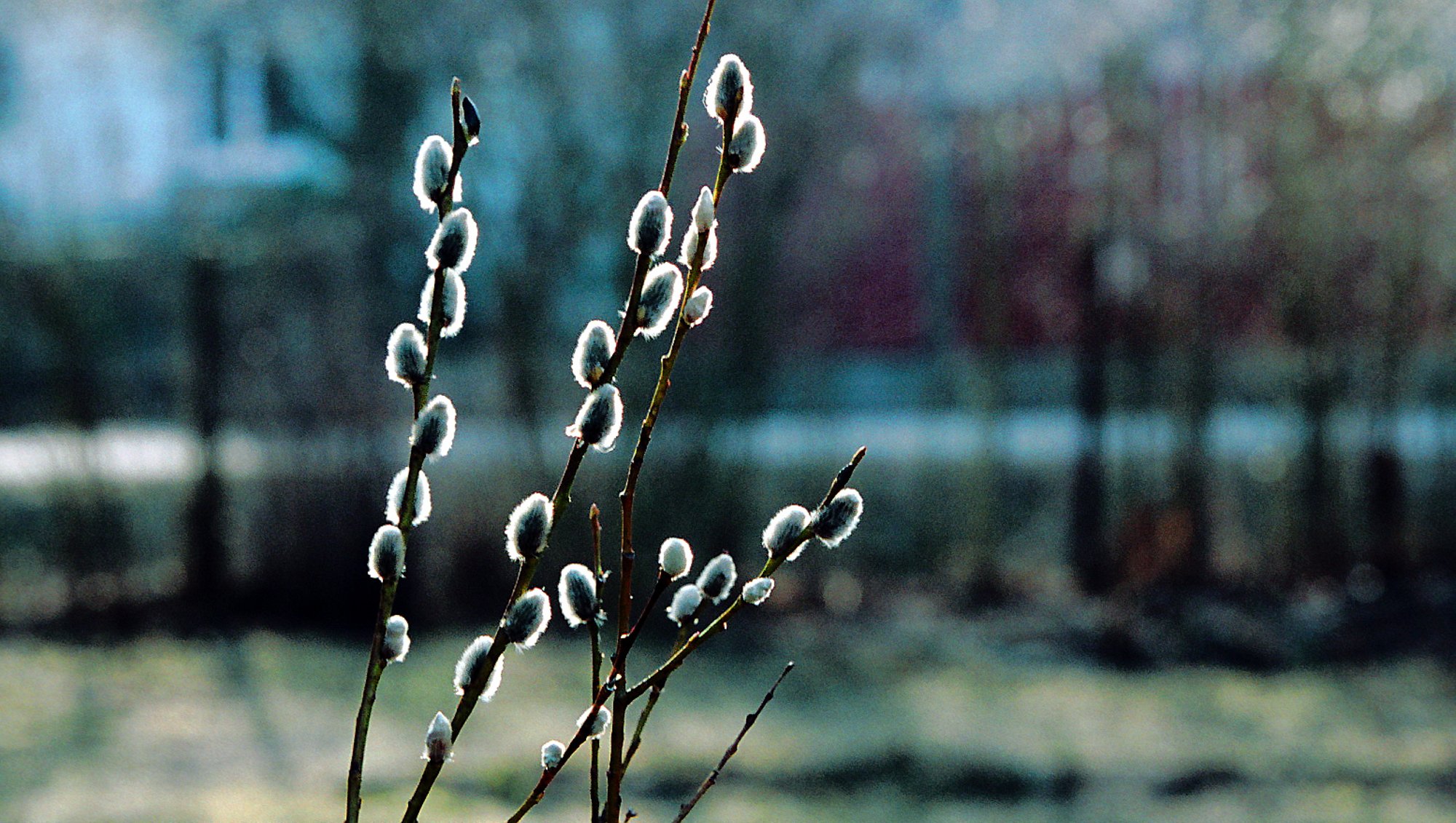 Sünoptik Kairo Kiitsak: mudelid näitavad, et veebruar tuleb keskmisest märgatavalt soojem