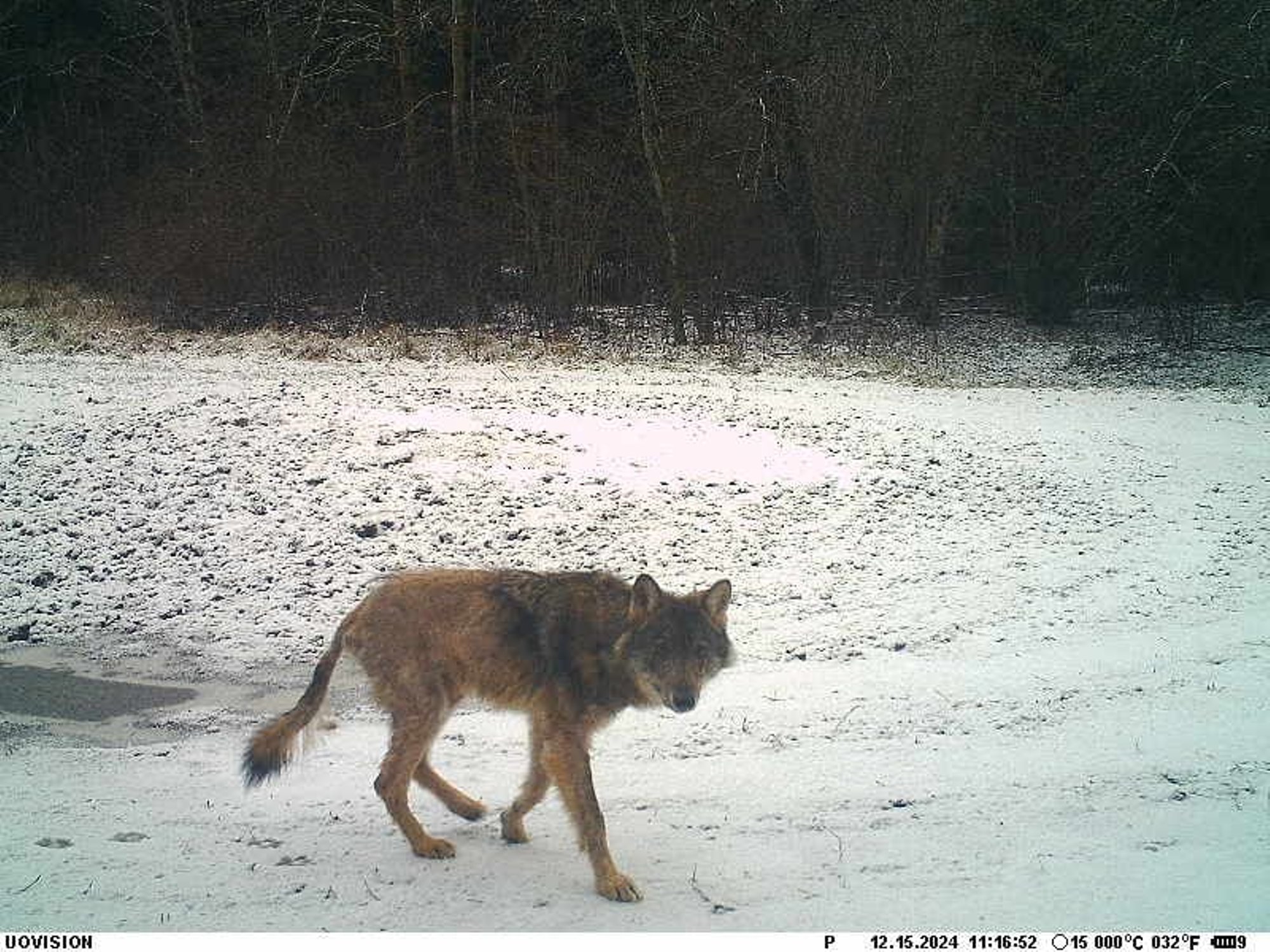 Vallavalitsus hoiatab! Elvas liigub ringi kärntõves hunt