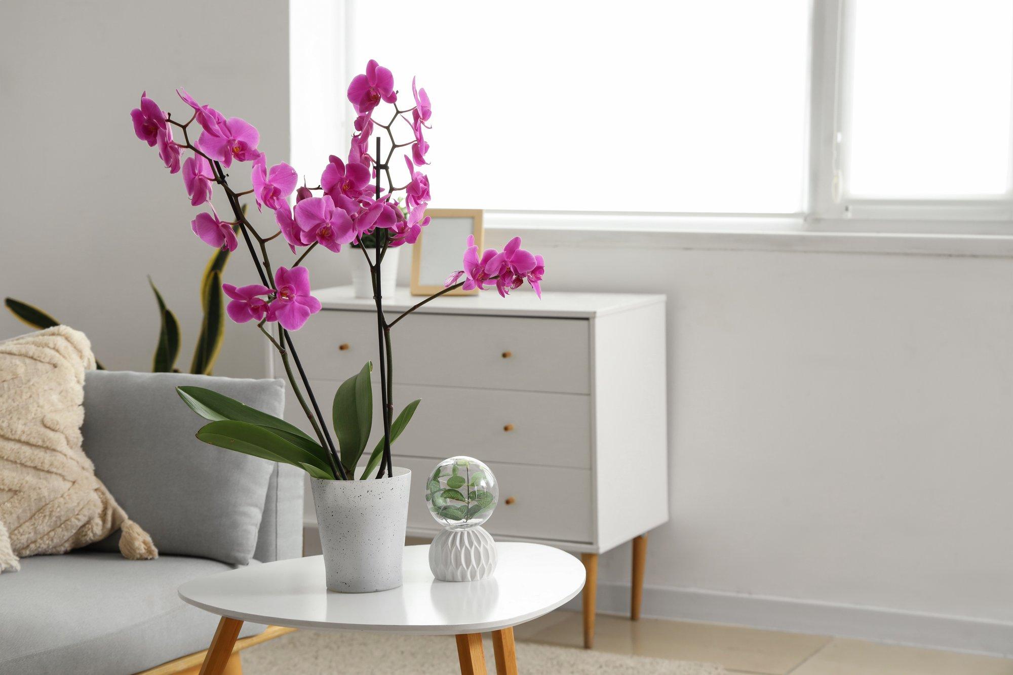 Kuidas hoida orhidee aastaringselt kaunina?  Vead mida taime hooldamisel vältida ja mõned väärt nipid